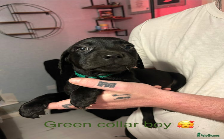 Mixed Breed dogs - Advert 2