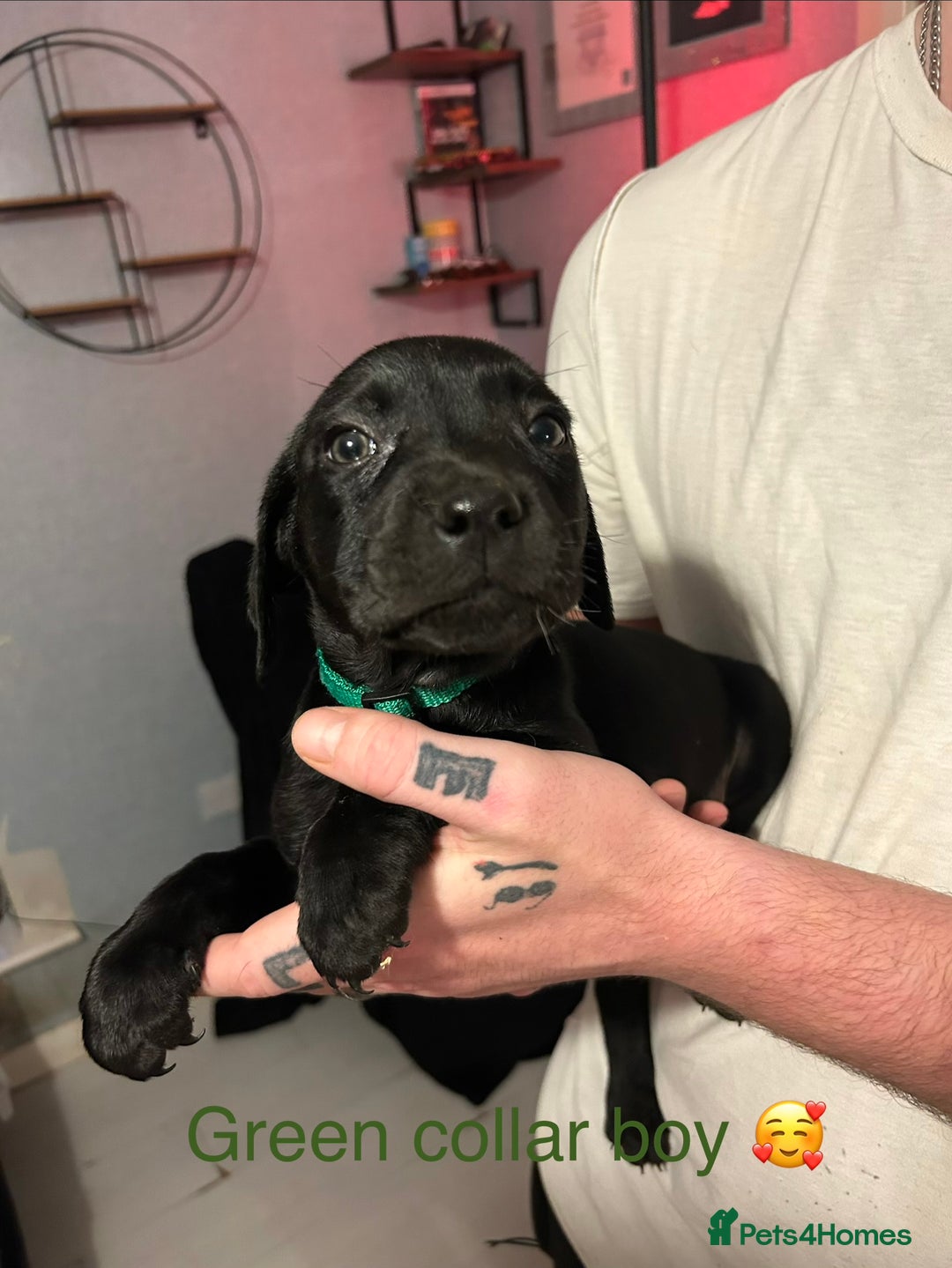 Mixed Breed dogs for sale: 2 boys and 5 girls Labrador X cross puppy’s 🥰 - Image 1