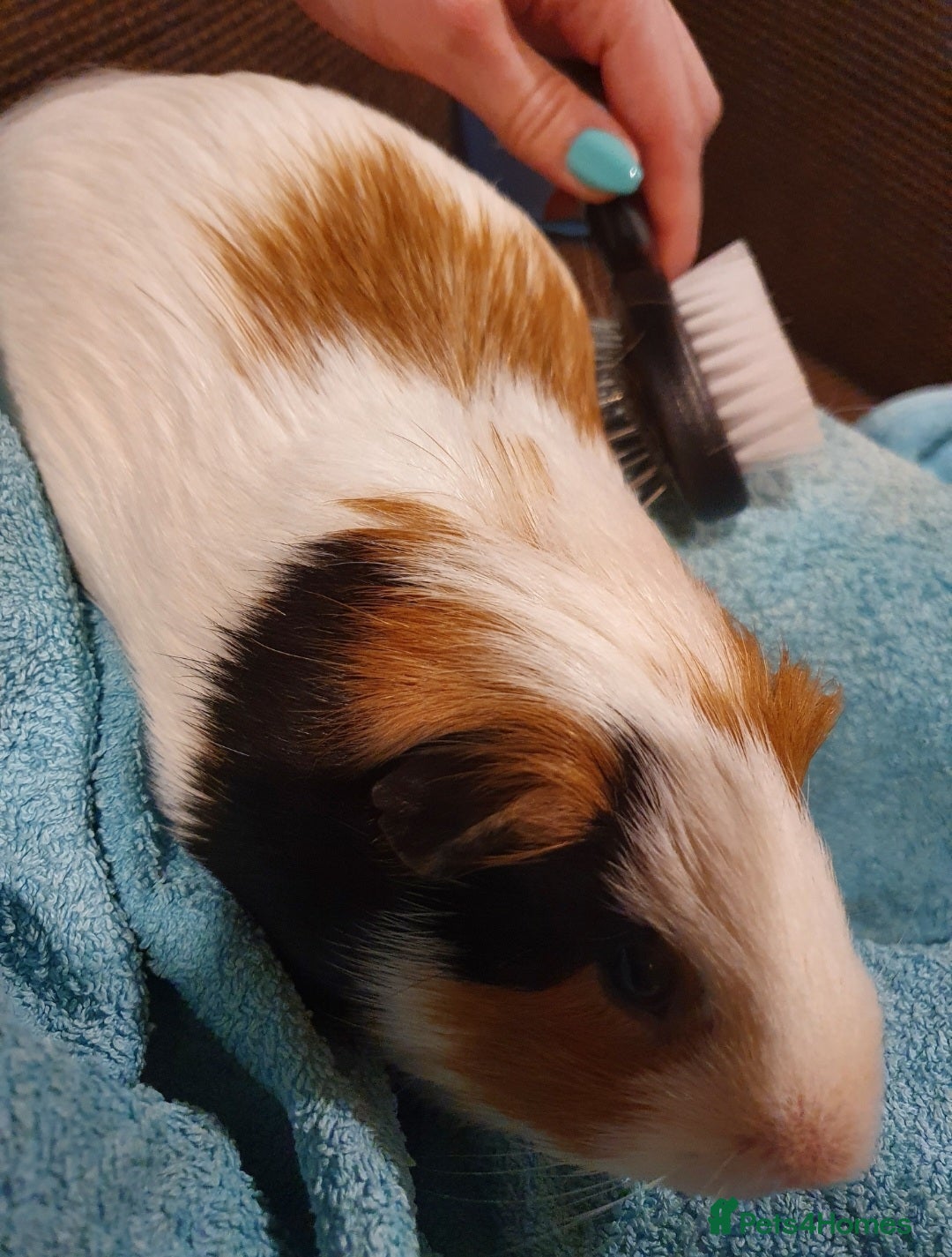 Guinea Pig rodents for sale: Lonely guinea pig boar  - Image 7