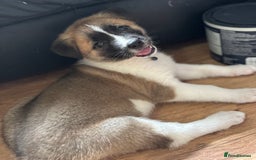 Akita dogs for sale: American akita Female bitches  - Image 21