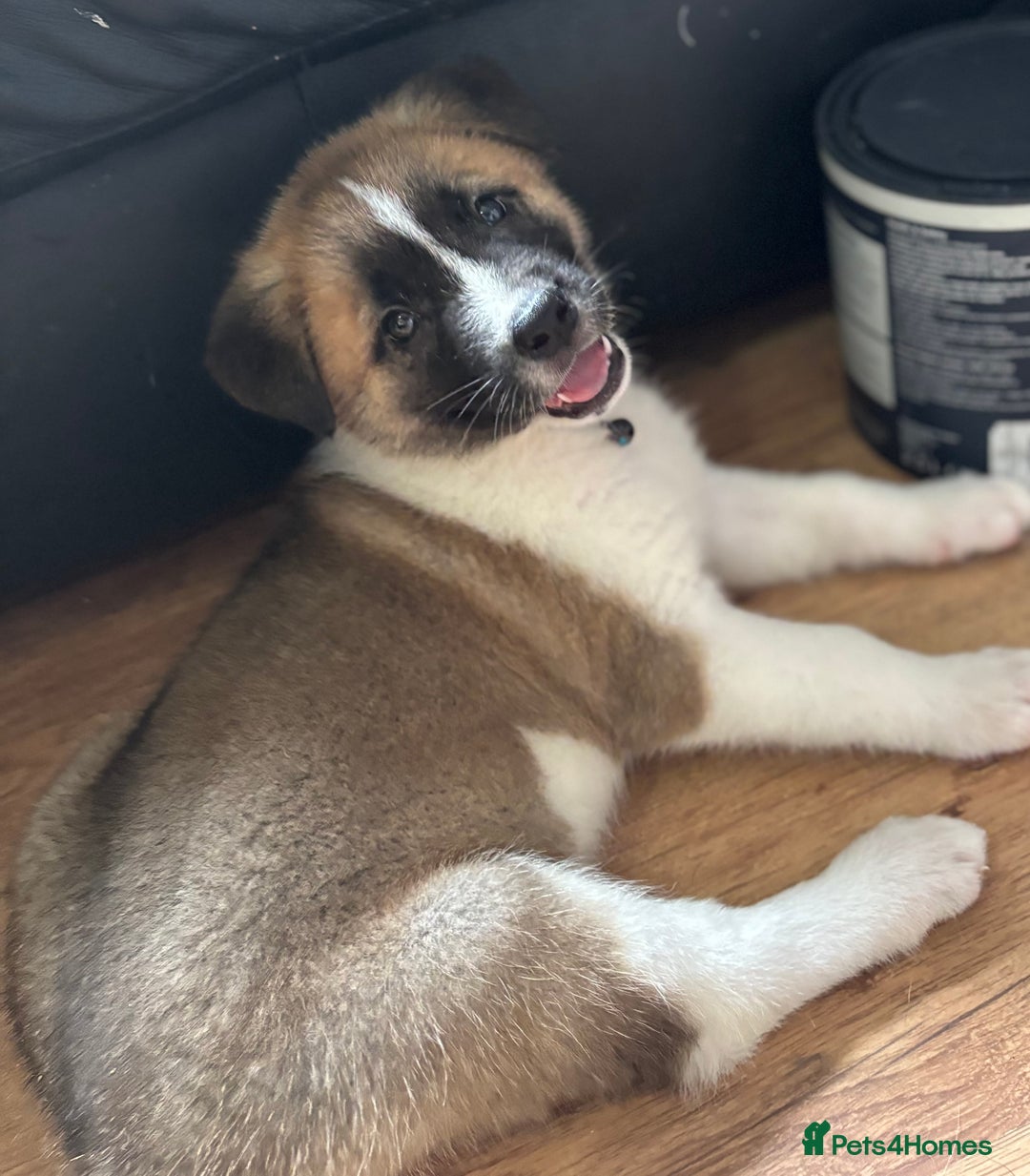 Akita dogs for sale: American akita Female bitches  - Image 21