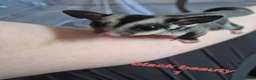 Sugar Glider rodents for sale: Sugar glider joeys ready to reserve  - Advert 9