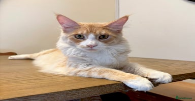 Maine Coon cats - Advert 2
