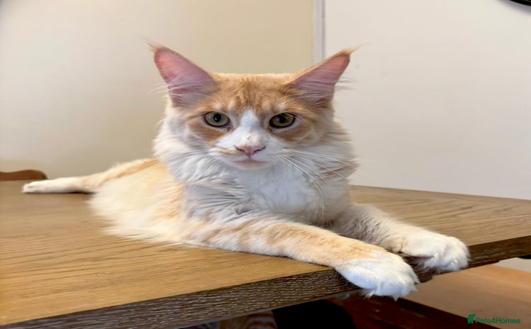 Maine Coon cats - Advert 14