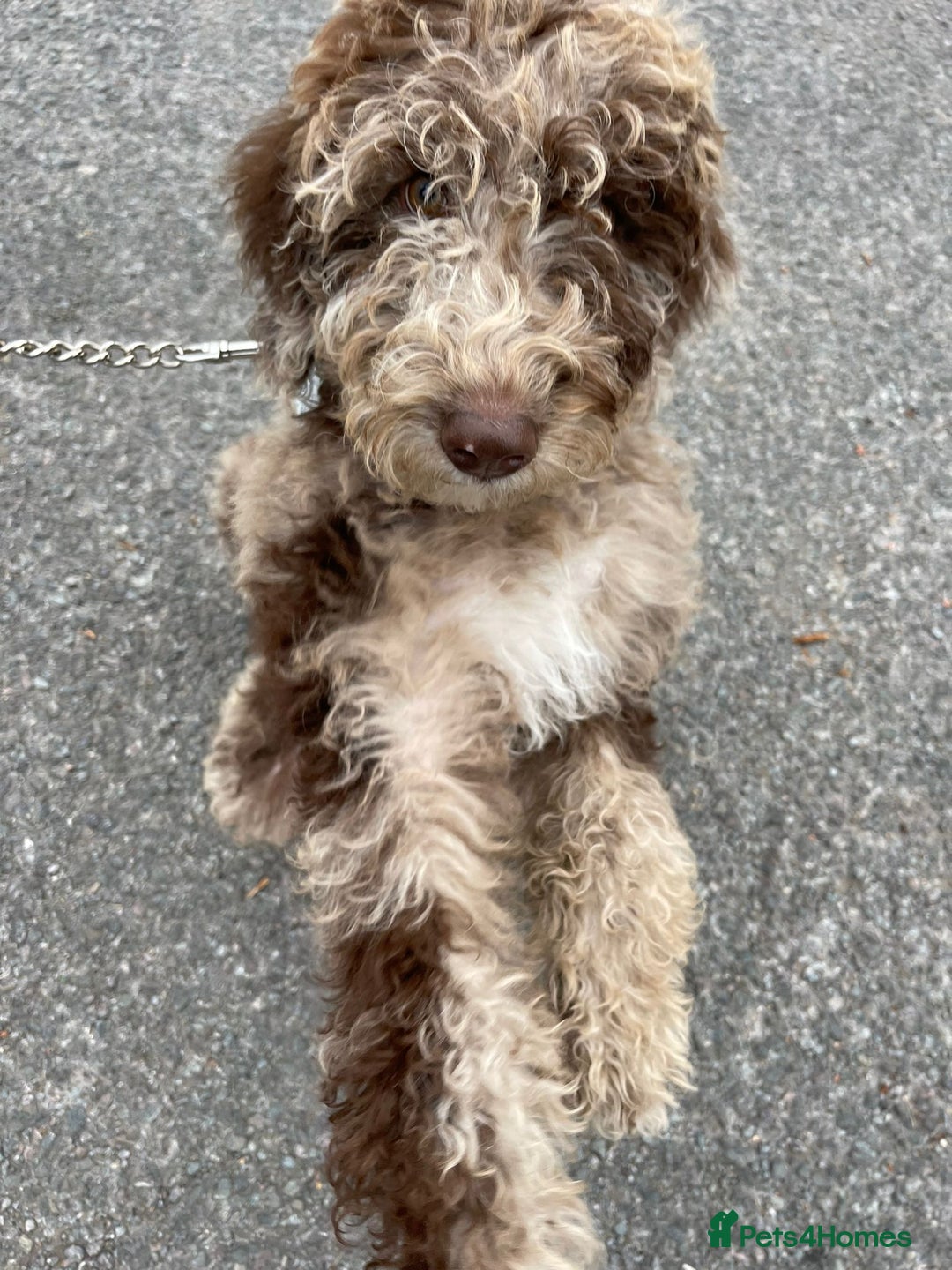 Australian Labradoodle dogs for sale: *waiting list* Australian labradoodles - Image 13