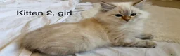 Siberian cats for sale: Beautiful Blue-Eyed Siberian Kittens - Advert 8