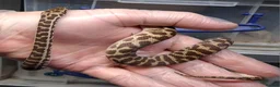 Python Snake reptiles for sale: WheatBelt Stimsons Pythons  - Advert 4