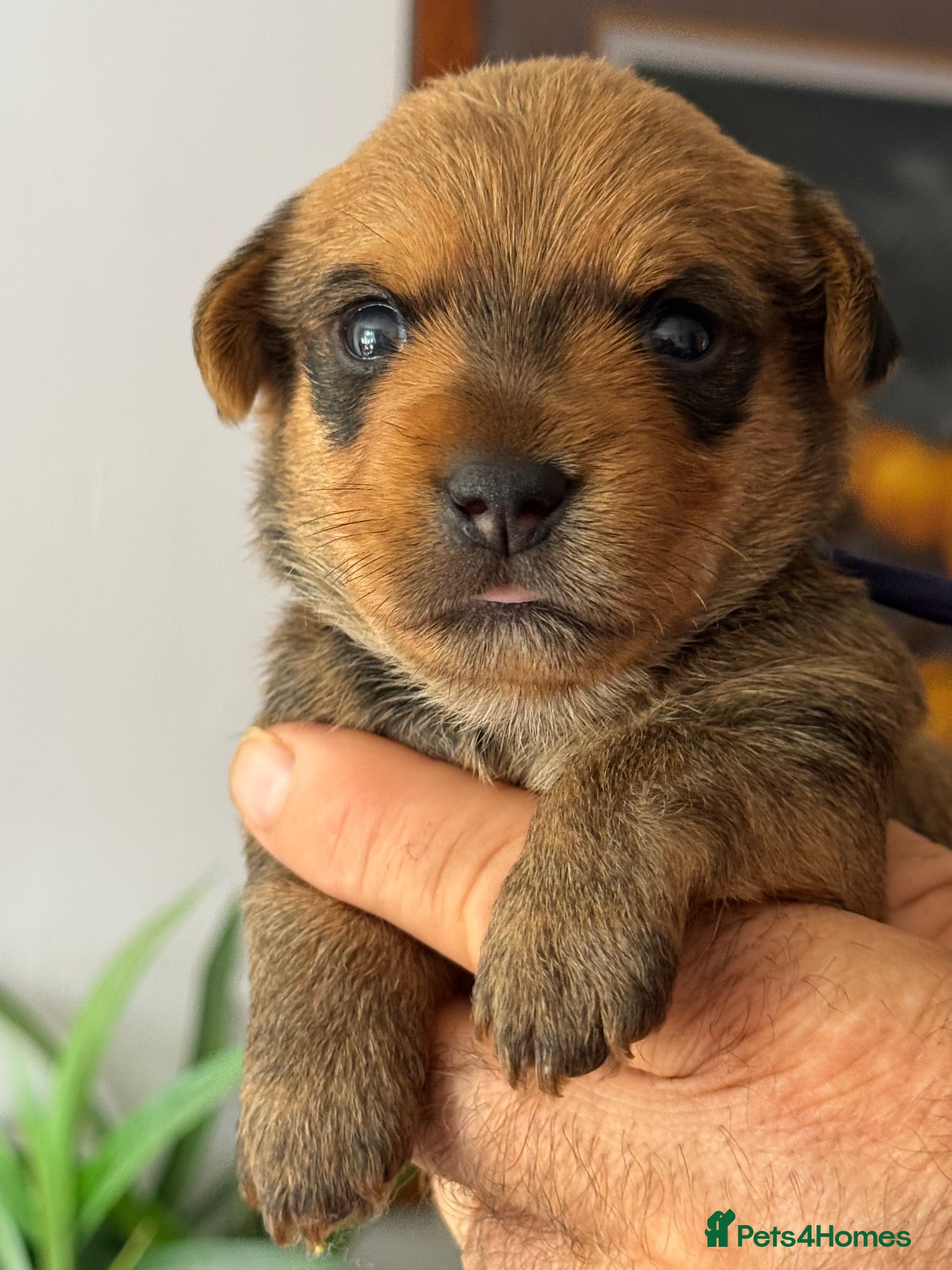 Jack Russell dogs Gorgeous Health Tested Home Bred pups - Advert 1