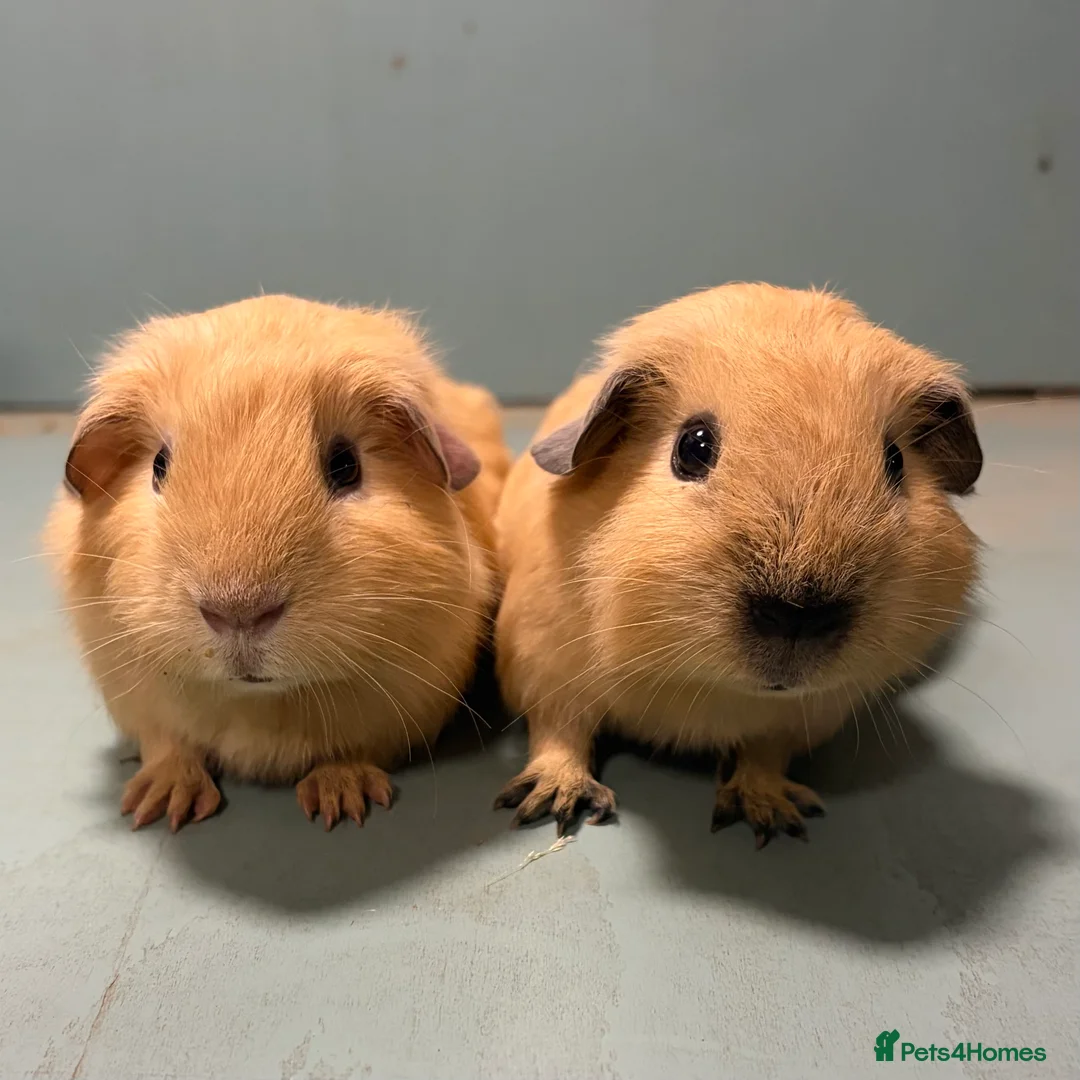 Guinea Pig rodents for sale: Cali and cream brother pair  - Advert 1