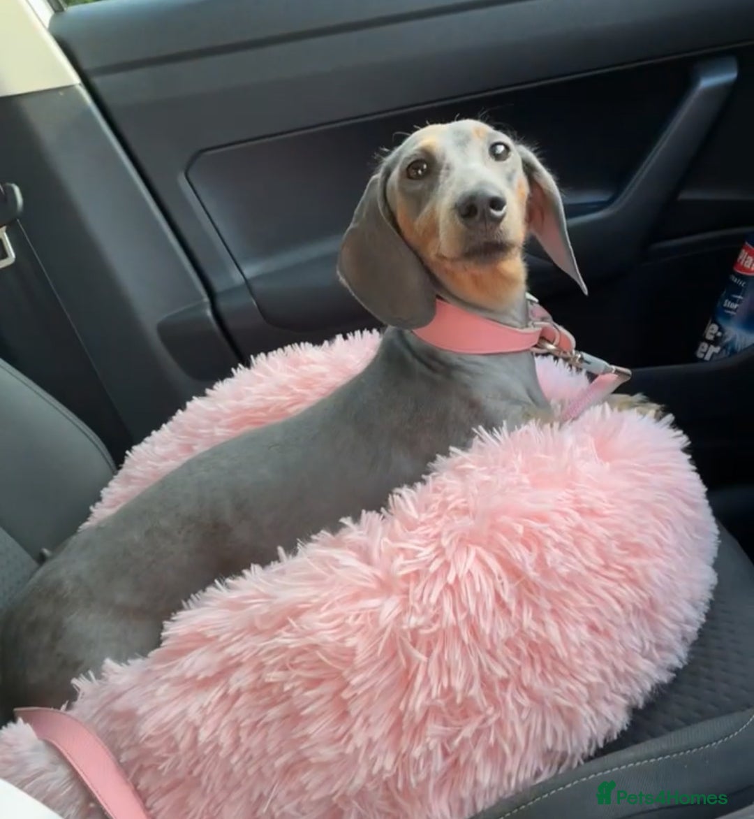 Miniature Dachshund dogs for sale: Miniature Dachshund Puppies - Advert 4