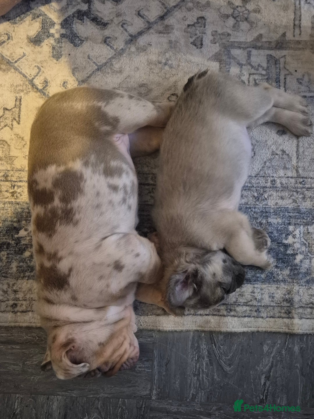 English Bulldog dogs for sale: Beautiful female english bulldog - Advert 4