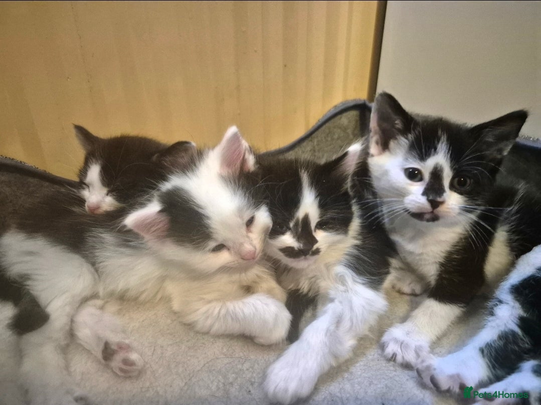Mixed Breed cats Ragdoll cross kittens READY NOW - Advert 1