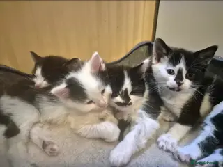 Mixed Breed cats Ragdoll cross kittens READY NOW - Advert 2