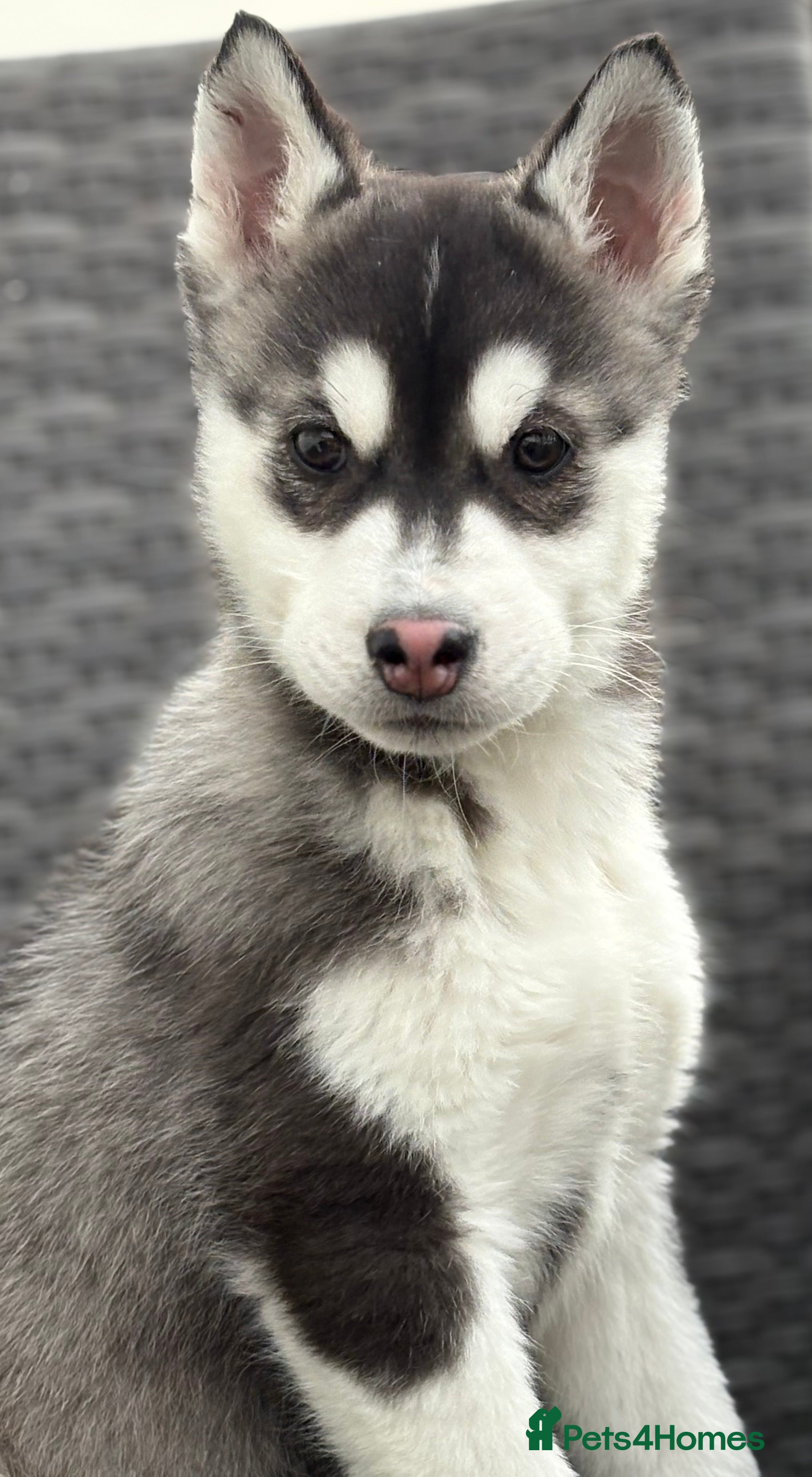 Siberian Husky dogs Siberian husky puppy Dogs - Advert 1