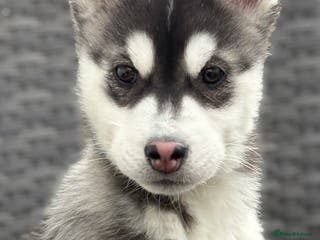 Siberian Husky dogs Siberian husky puppy Dogs - Advert 1