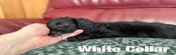 Cockapoo dogs for sale: 4 really to go F2 cocker puppies  in London - Advert 11