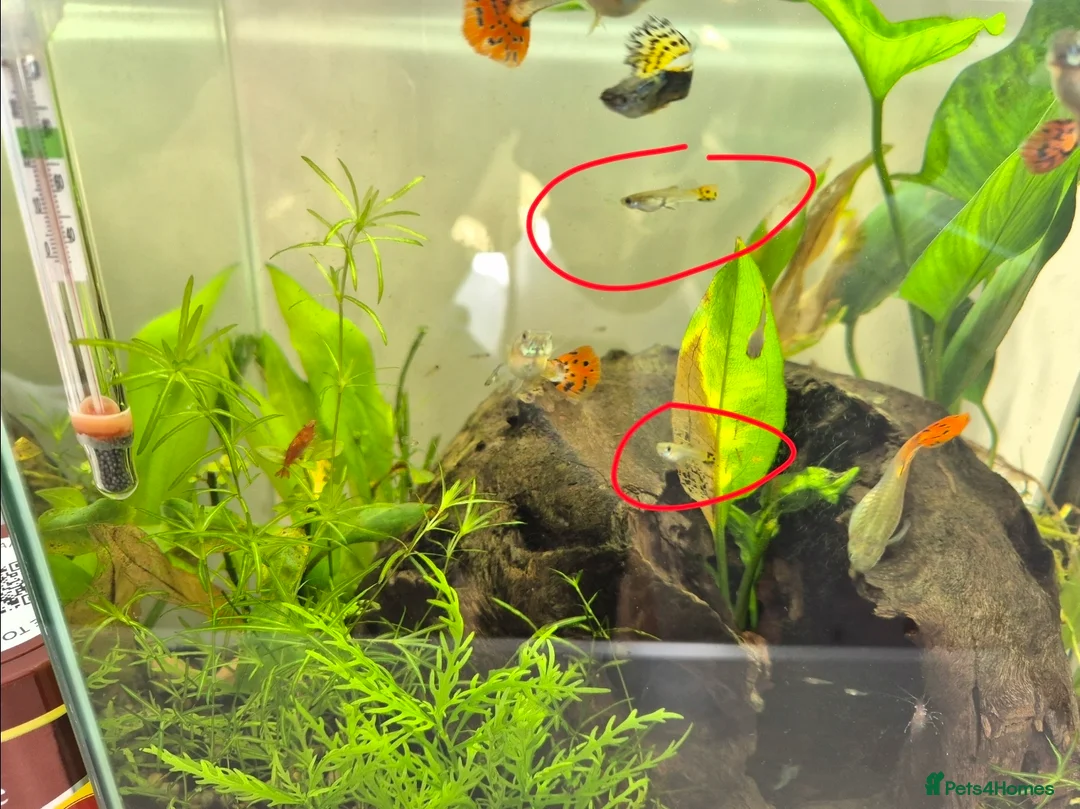 Live Bearers fish for sale: GUPPIES, YELLOW TAIL - Advert 4