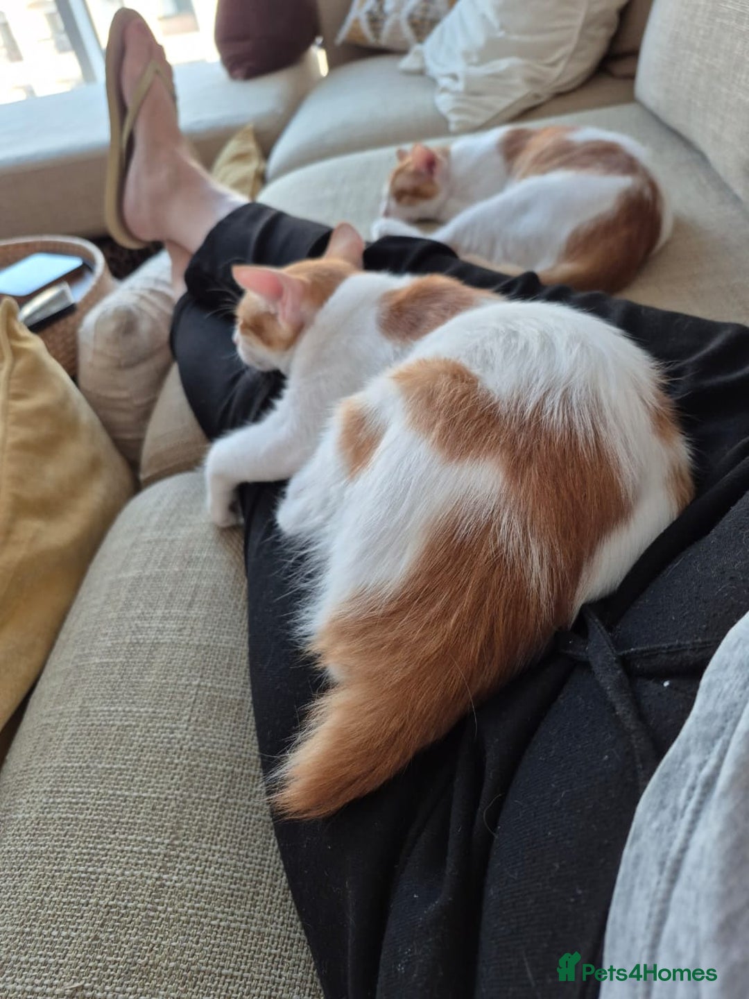 Mixed Breed cats for adoption: BOB &HARLEY BONDED BROTHERS NEUTERED FULL OF FUN  - Image 10