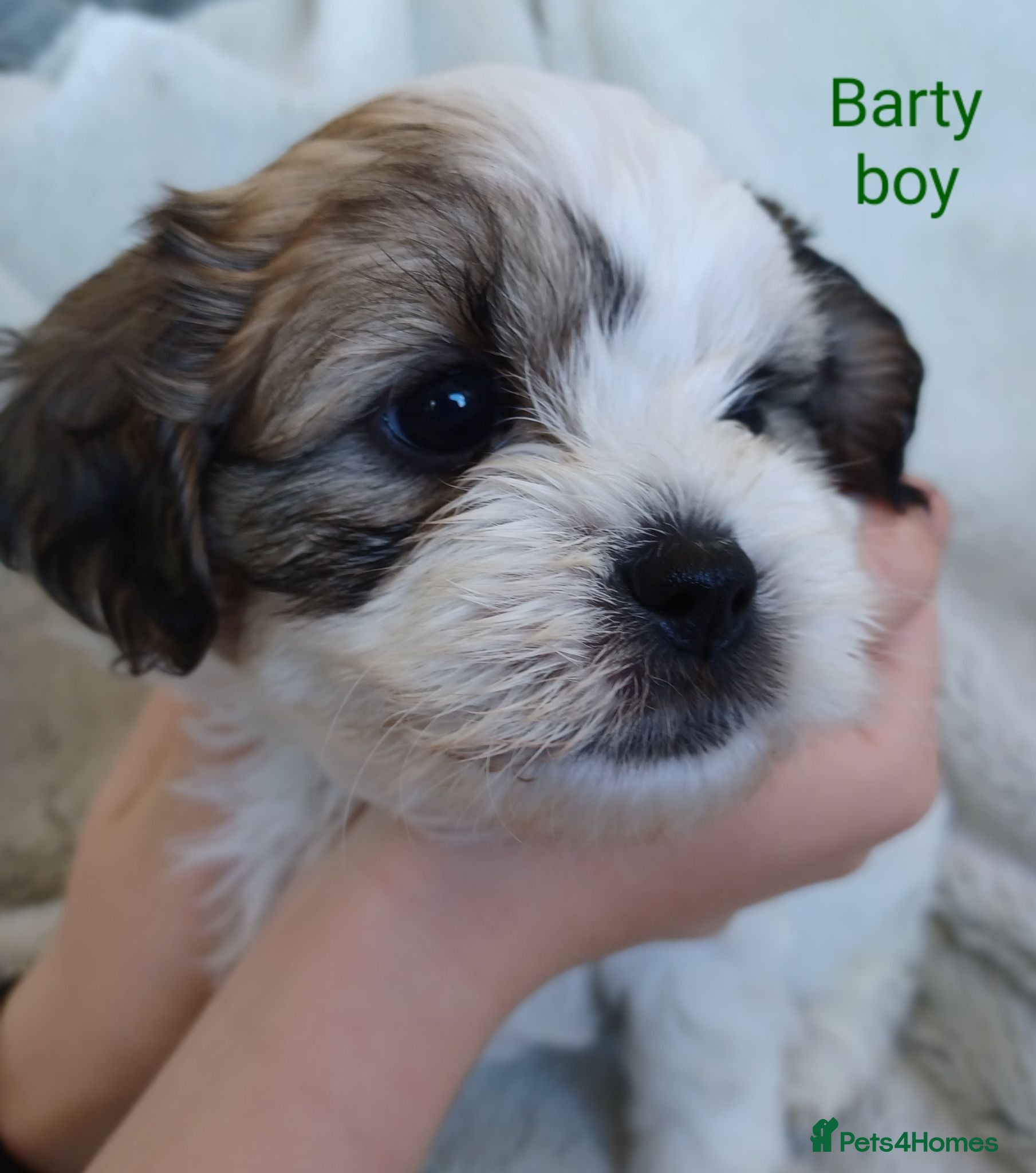 Zuchon dogs Zuchon puppies for sale 3 boys left and 1 girl.  - Advert 7