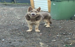 German Shepherd dogs for sale: German shepherd  - Advert 2