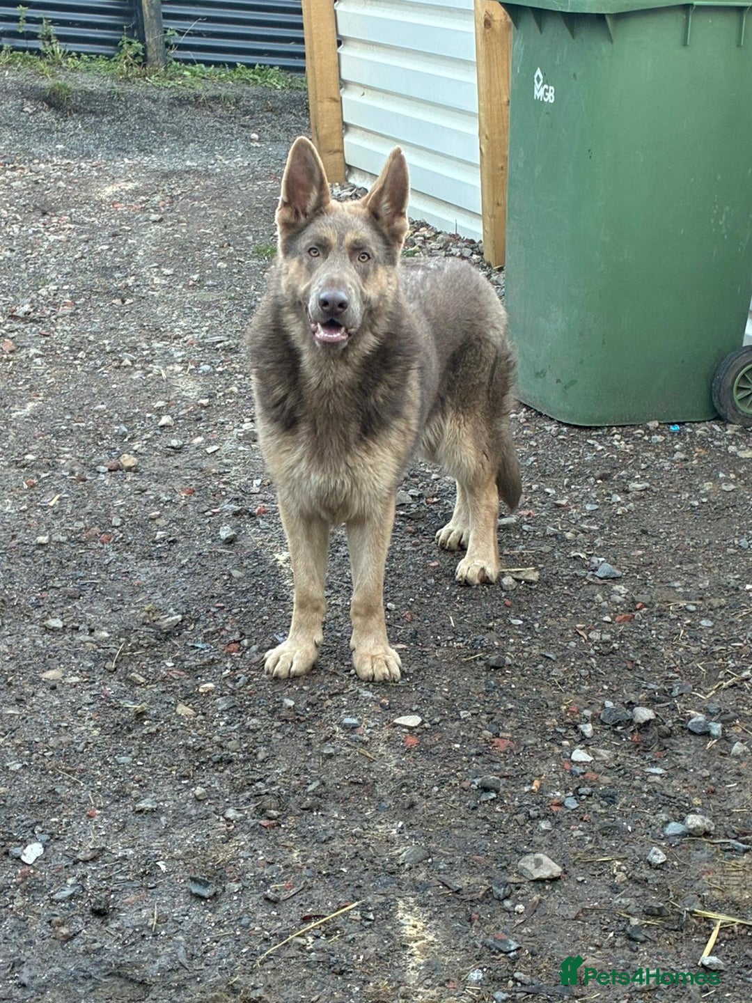 German Shepherd dogs for sale: German shepherd  - Advert 2