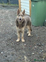 German Shepherd dogs German shepherd - Advert 8