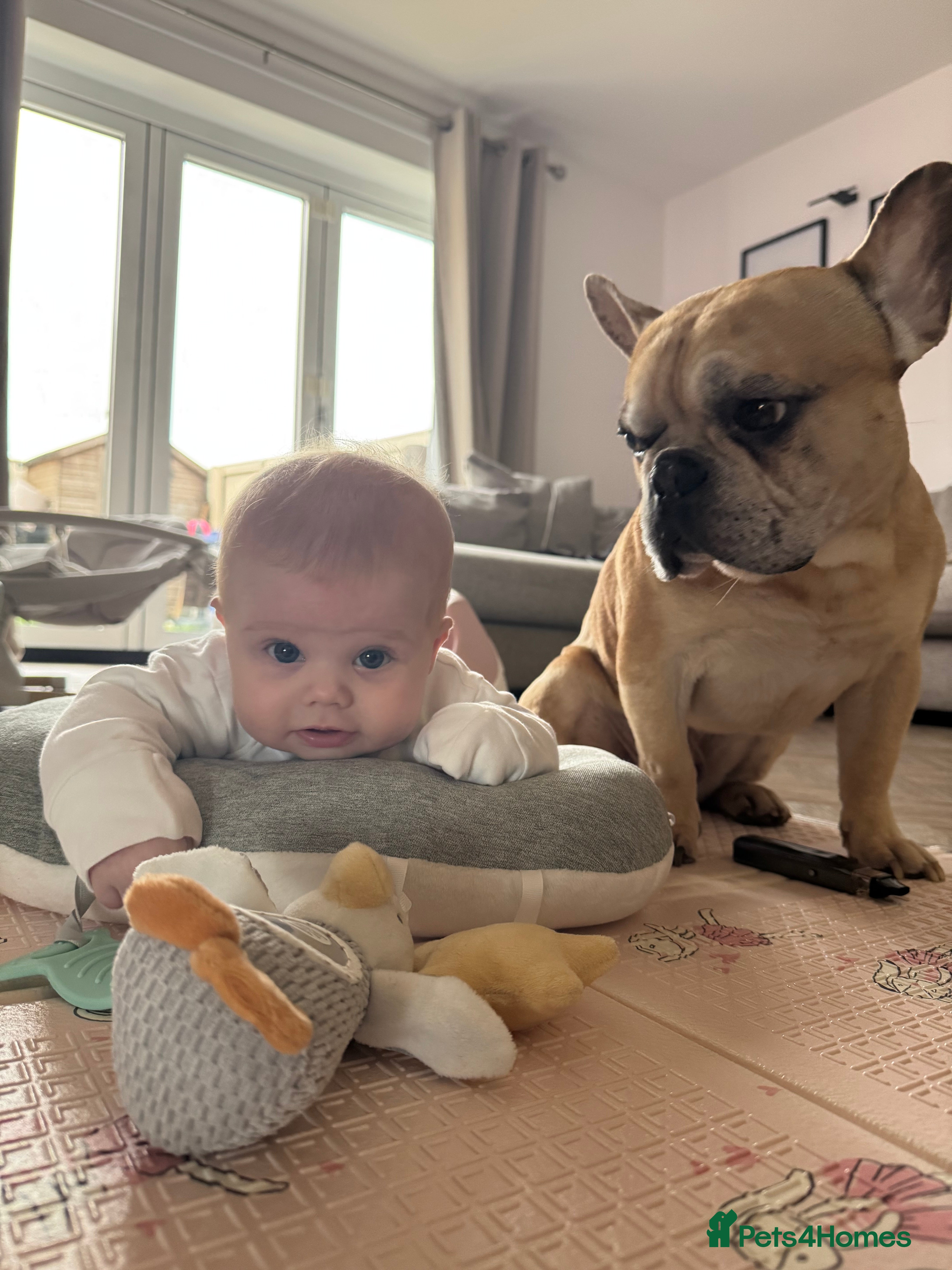 French Bulldog dogs Oscar  - Advert 5