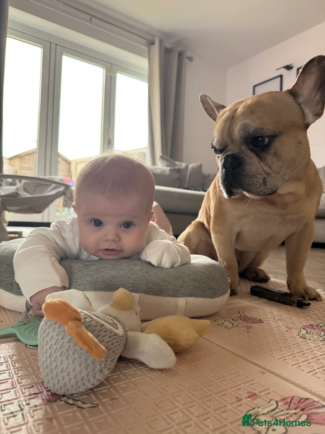 French Bulldog dogs for sale: Oscar  in Tadcaster - Advert 1