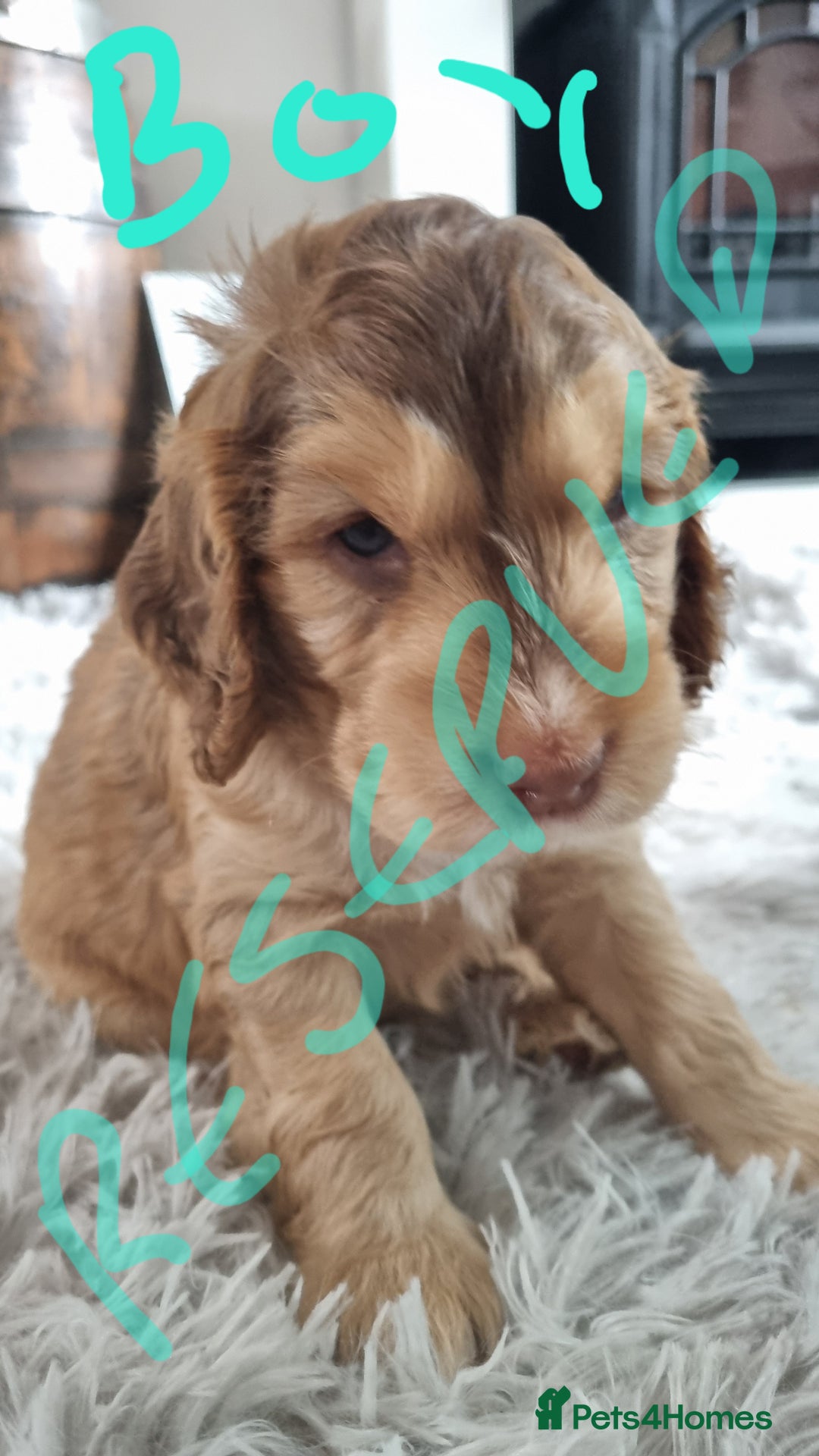 Cockapoo dogs for sale: Beautiful Cockapoos  - Image 5