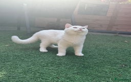 British Shorthair cats for sale: Gorgeus GCCF British Shorthair kittens - Image 4