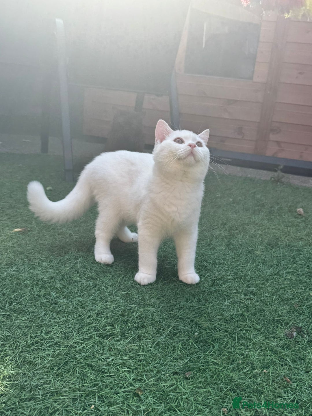 British Shorthair cats for sale: Gorgeus GCCF British Shorthair kittens - Image 4