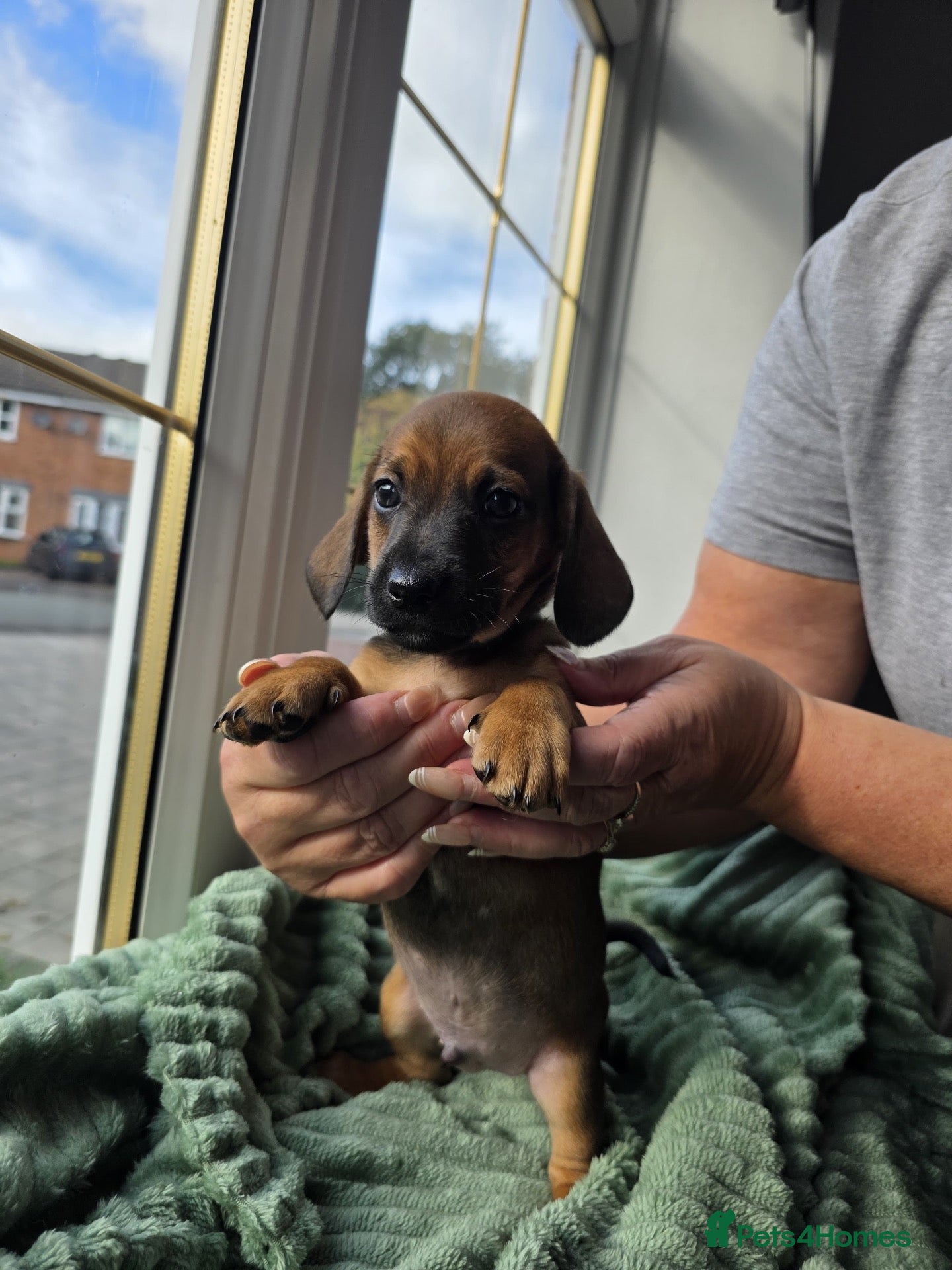 Mixed Breed dogs Ready soon! 🐾 Stunning JR / Dachshund Puppies 🐾  - Advert 1