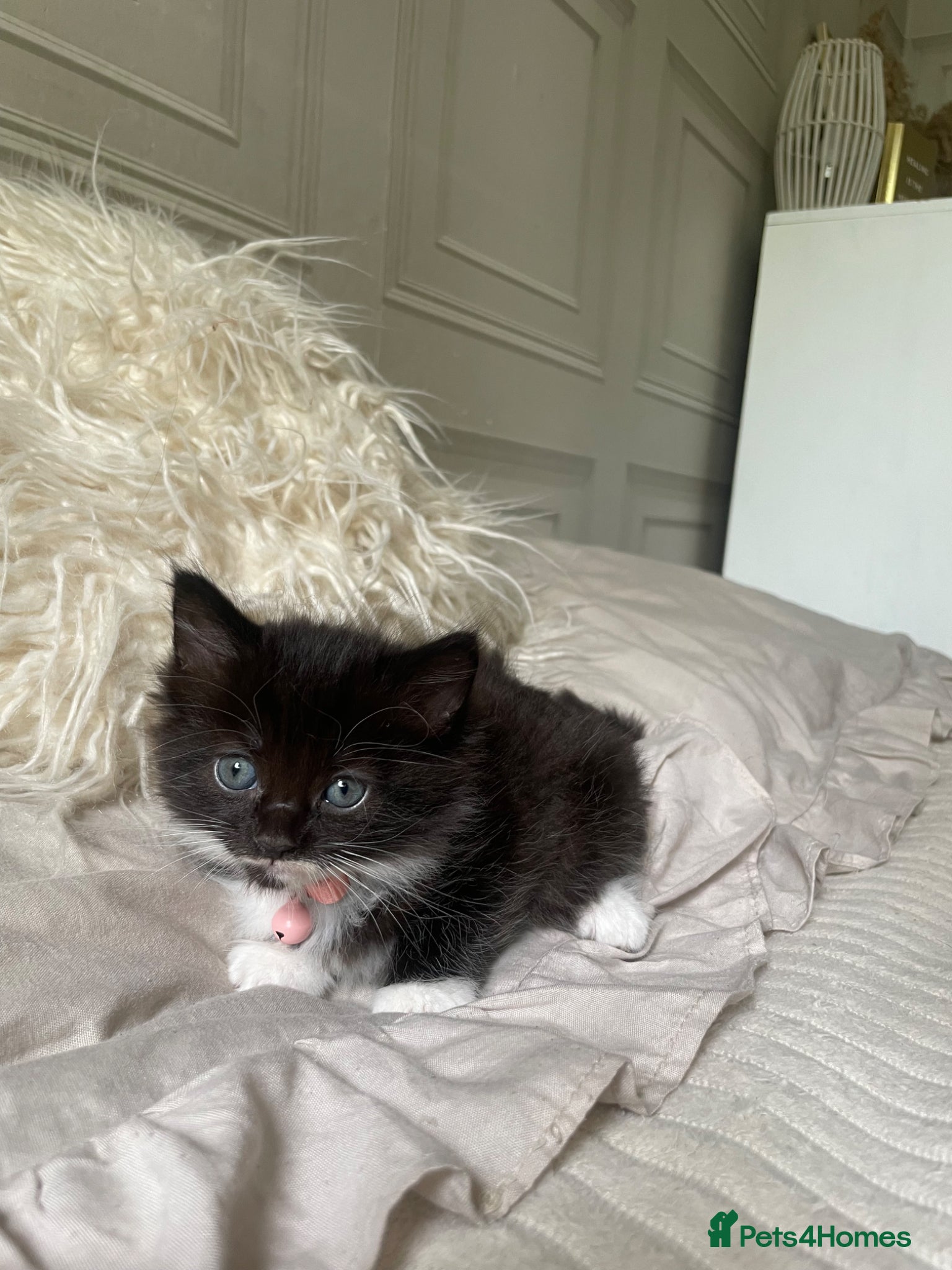 Mixed Breed cats for sale: Mixed kittens  - Advert 3