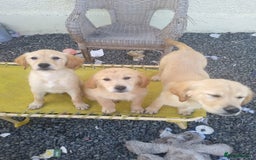 Golden Retriever dogs for sale: Wonderful,playful ,adventurous happy little furs😍 - Image 7