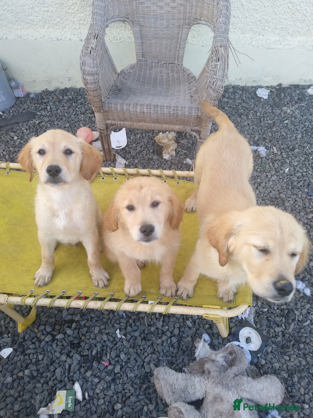Golden Retriever dogs for sale: Wonderful,playful ,adventurous happy little furs😍 - Image 7