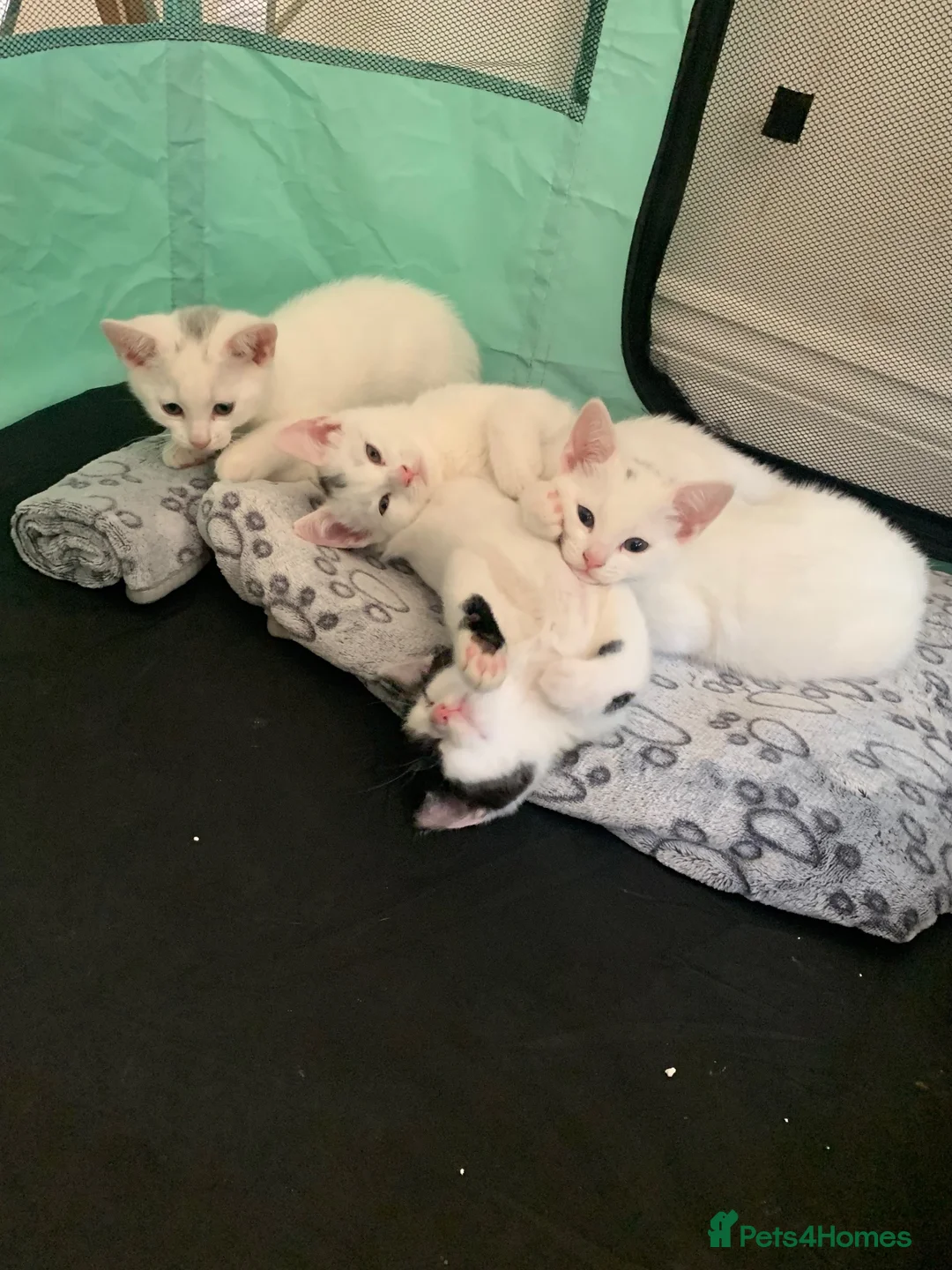 British Shorthair cats for sale: British shorthair cross in Luton - Advert 14