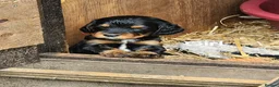 Sprocker dogs for sale: Sprocker Spaniels from Registered Breeder  - Advert 10
