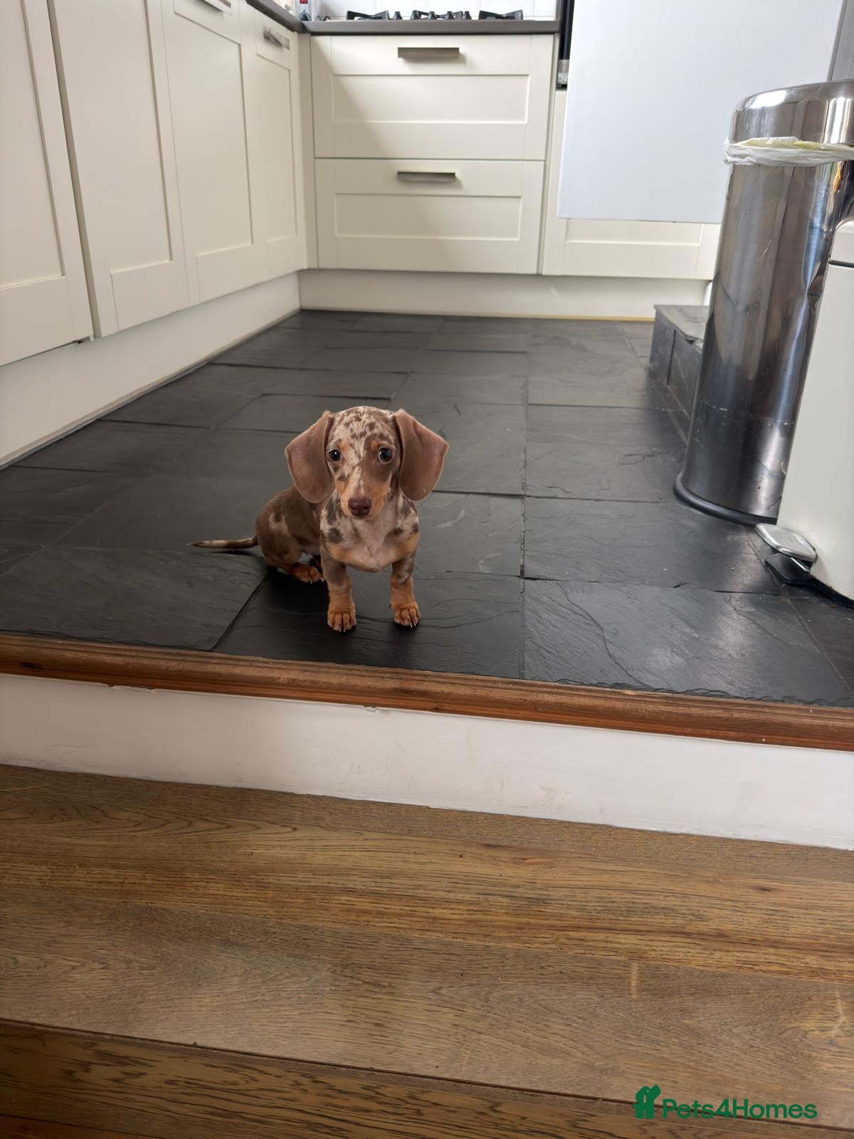 Miniature Dachshund dogs 6-month Miniature Dachshund for rehoming - Advert 1