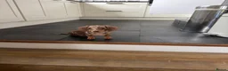Miniature Dachshund dogs for sale: 6-month Miniature Dachshund for rehoming - Advert 1