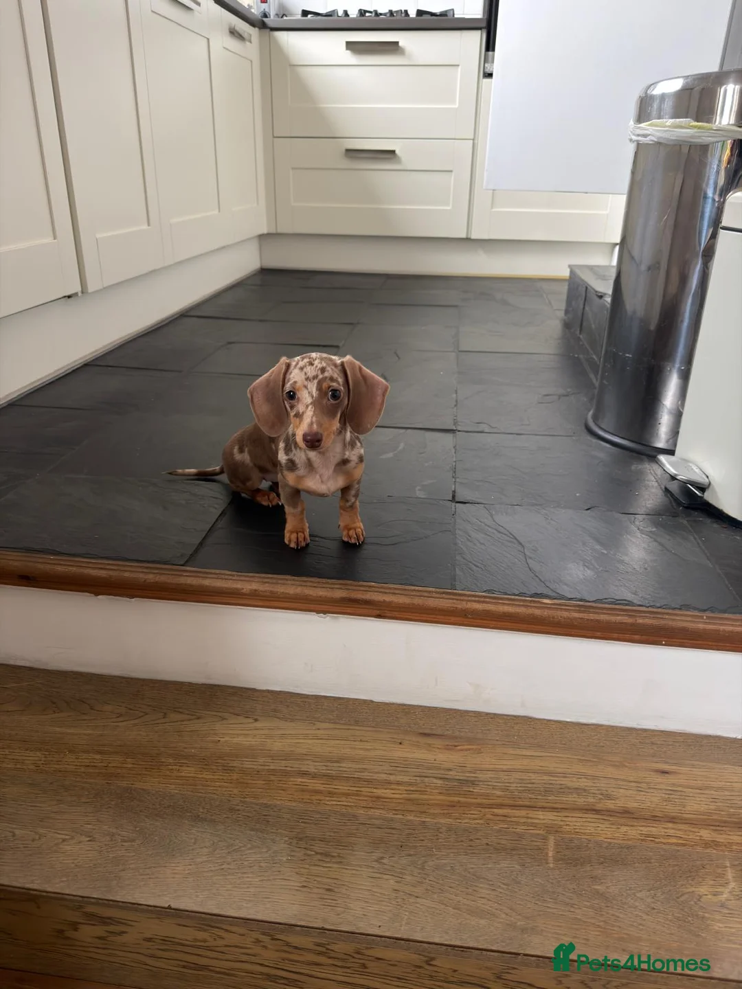 Miniature Dachshund dogs for sale: 6-month Miniature Dachshund for rehoming - Advert 1