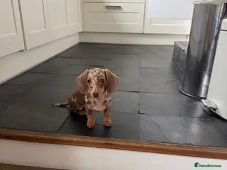 Miniature Dachshund dogs 6-month Miniature Dachshund for rehoming - Advert 1