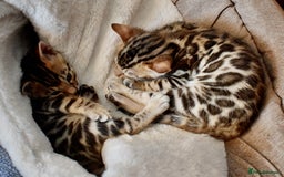 Bengal cats for sale: Beautiful Bengal kittens  - Image 13
