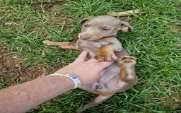 Dachshund dogs for sale: *Ready To Leave* Beautiful Dachsund Girl - 9 Weeks - Image 6