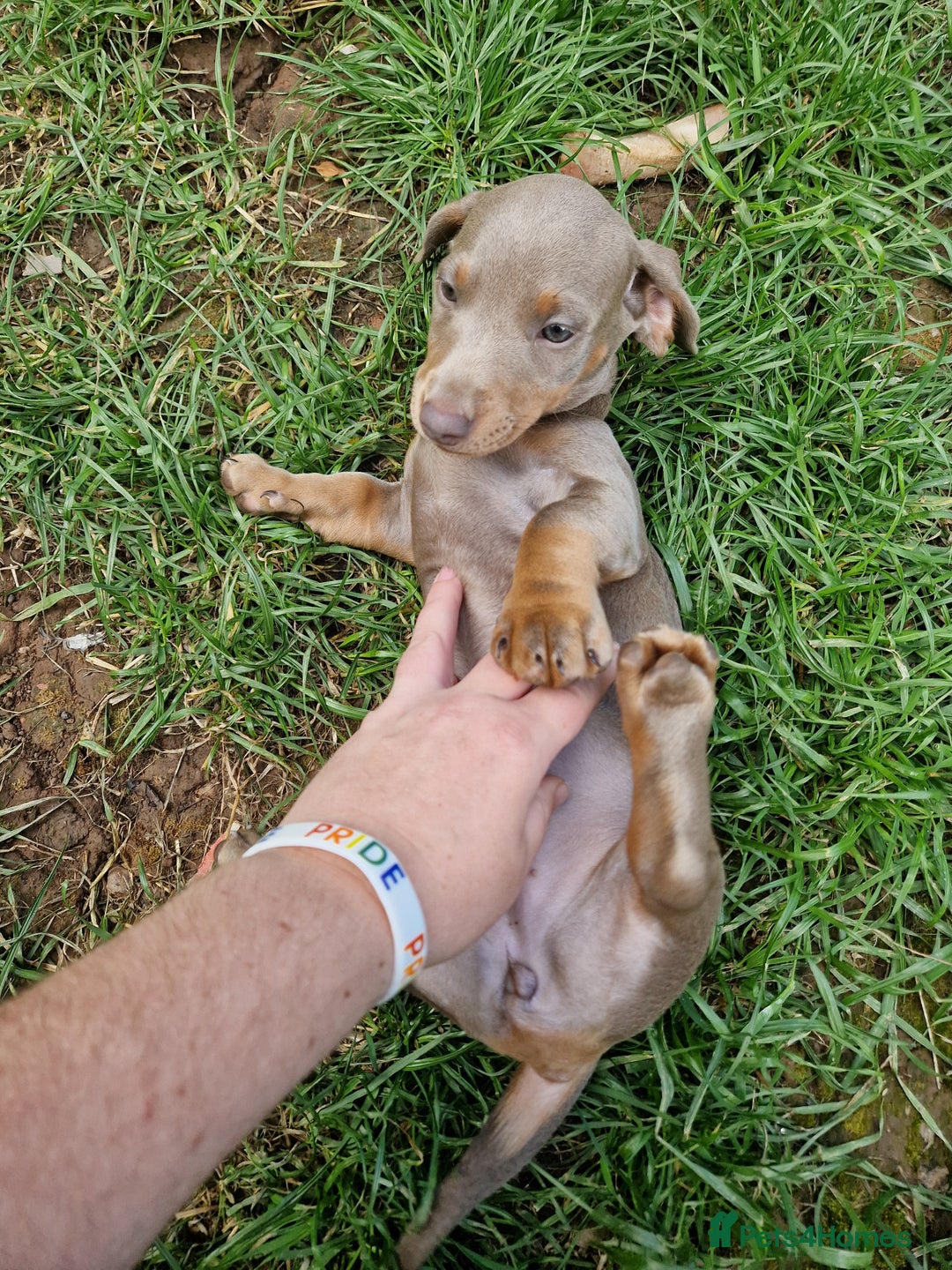 Dachshund dogs for sale: *Ready To Leave* Beautiful Dachsund Girl - 9 Weeks - Image 6
