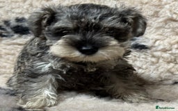 Miniature Schnauzer dogs for sale: Miniature schnauzers pups ready now ❤️ - Image 23