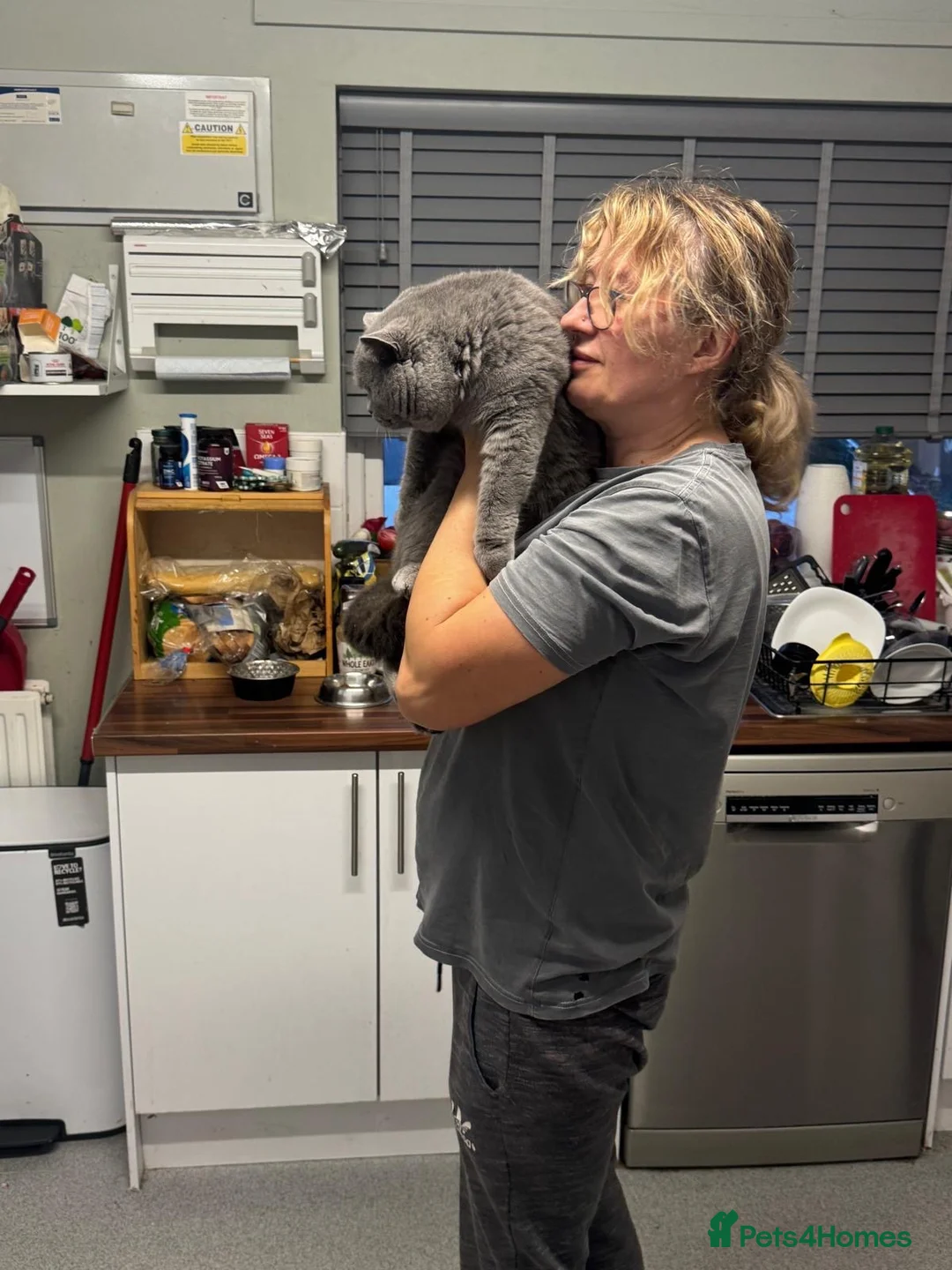 British Shorthair cats for stud: 💙 British Shorthair Blue Stud Service 💙 - Advert 2
