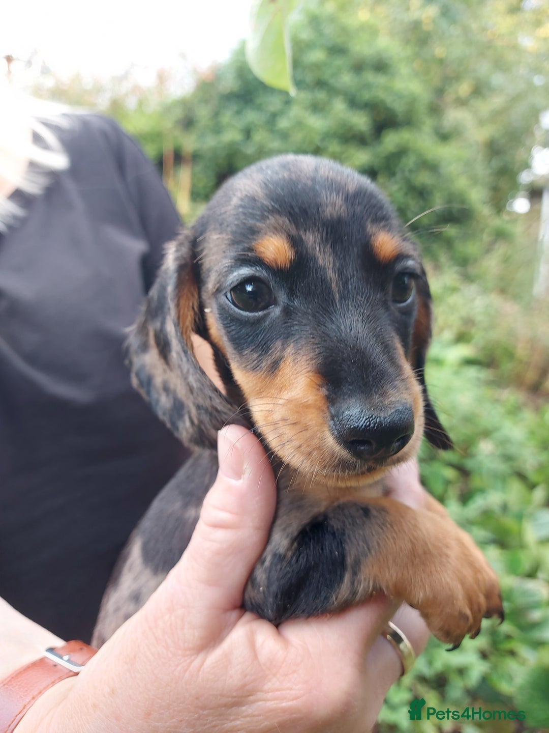 Miniature Dachshund dogs for sale: Beautiful litter of 6 true to type miniature pups. - Image 13