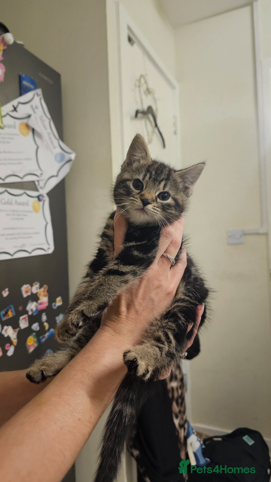 Mixed Breed cats Beautiful girl - Advert 7