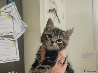 Mixed Breed cats Beautiful girl - Advert 7