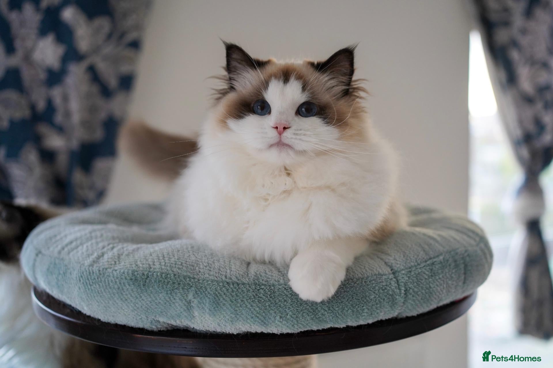 Ragdoll cats TICA register kittens - Advert 2